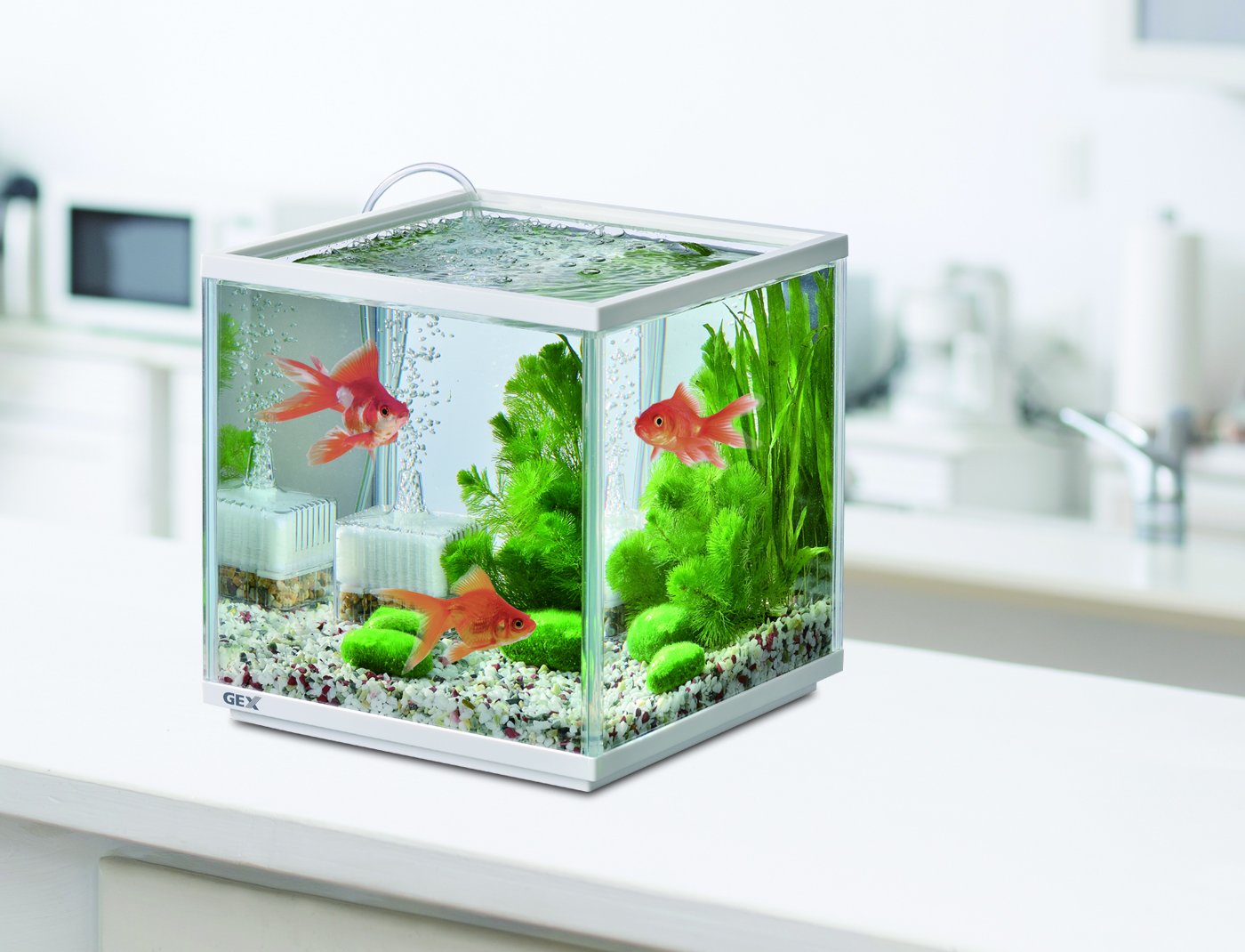 お取引き決まりました！GEXキューブ水槽 Amazon | GEX 金魚元気 キューブセット 水槽サイズ:約W20×D20×H20cm 水